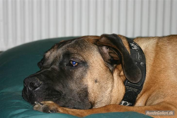 Boerboel RATHMANNS HARRY billede 13