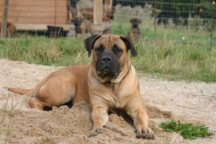 Boerboel RATHMANNS HARRY billede 14