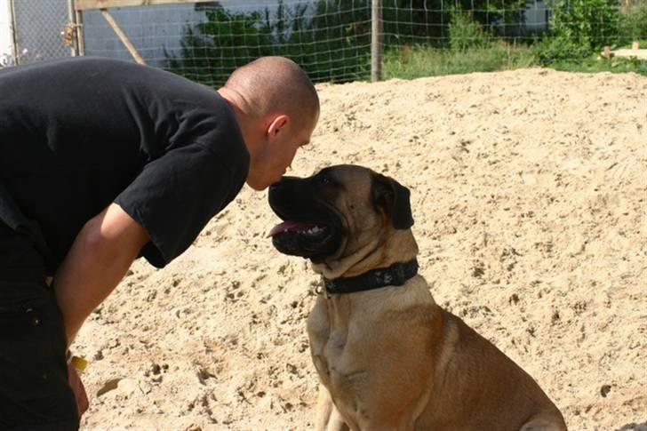 Boerboel RATHMANNS HARRY billede 15
