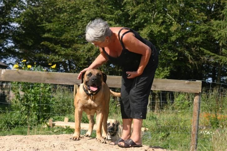 Boerboel RATHMANNS HARRY billede 16