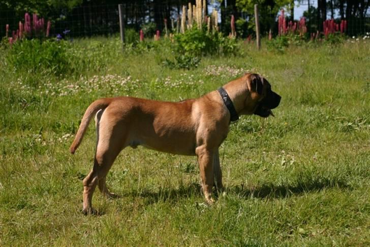 Boerboel RATHMANNS HARRY billede 17