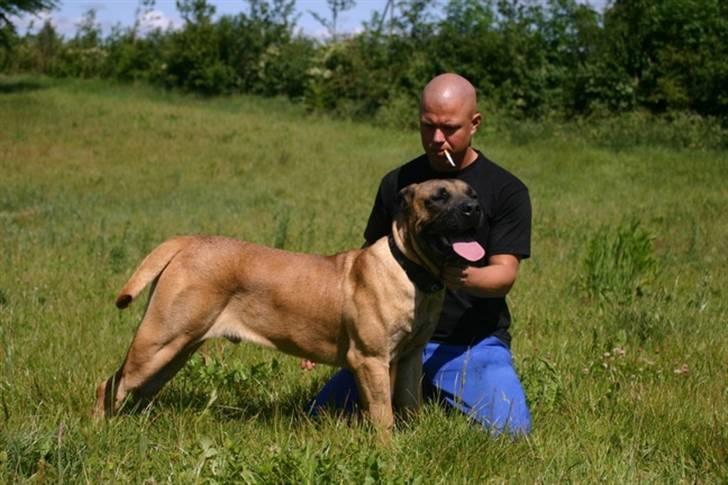 Boerboel RATHMANNS HARRY billede 18
