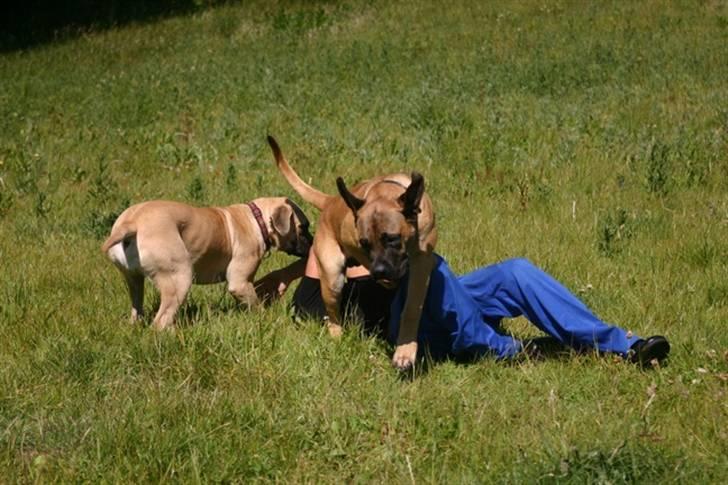 Boerboel RATHMANNS HARRY billede 19