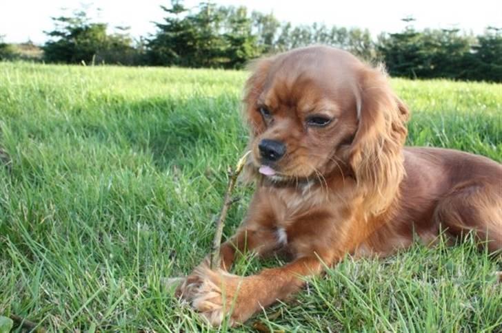 Cavalier king charles spaniel Sally billede 1