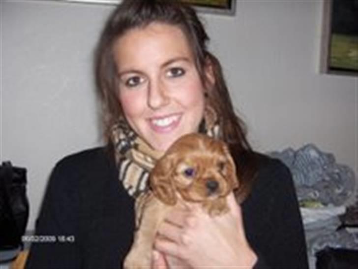 Cavalier king charles spaniel Sally billede 2