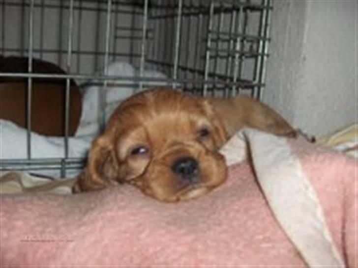 Cavalier king charles spaniel Sally billede 3