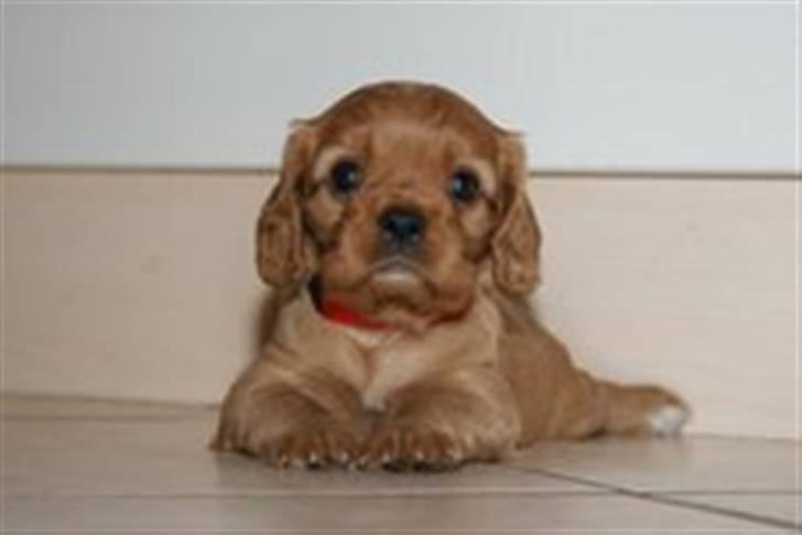 Cavalier king charles spaniel Sally billede 4