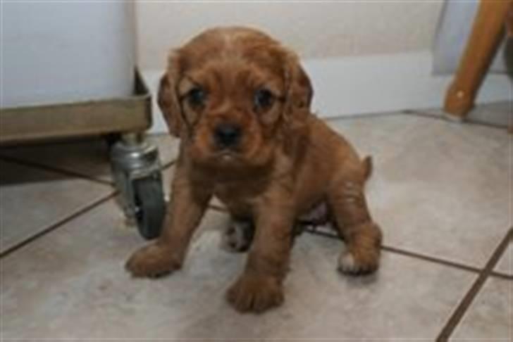 Cavalier king charles spaniel Sally billede 5