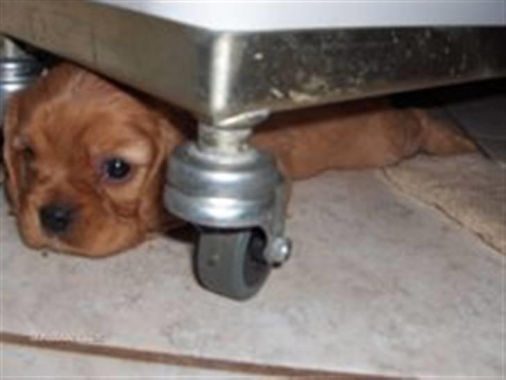 Cavalier king charles spaniel Sally billede 6