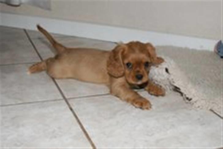 Cavalier king charles spaniel Sally billede 7