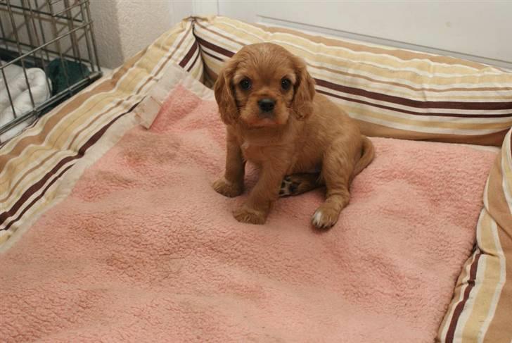 Cavalier king charles spaniel Sally billede 8