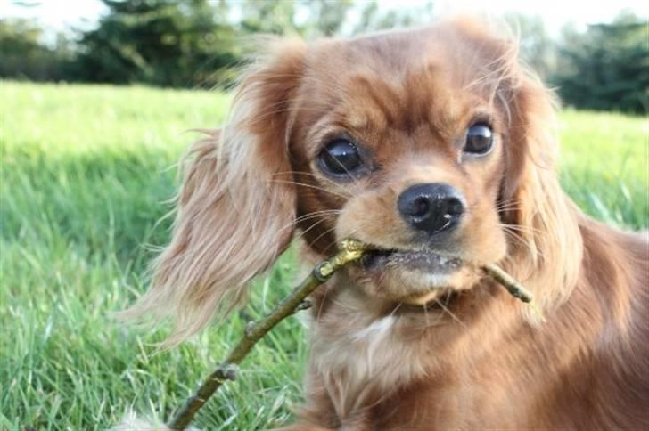 Cavalier king charles spaniel Sally billede 9