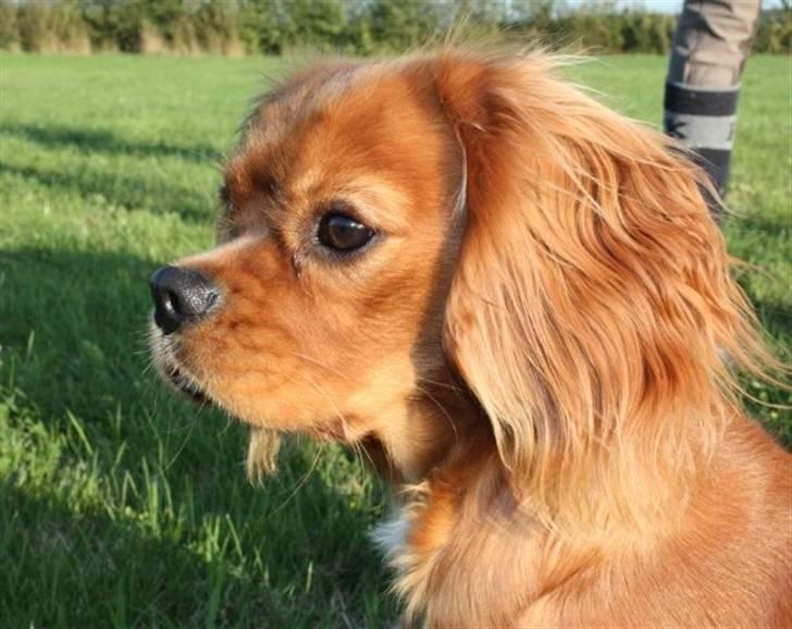 Cavalier king charles spaniel Sally billede 10