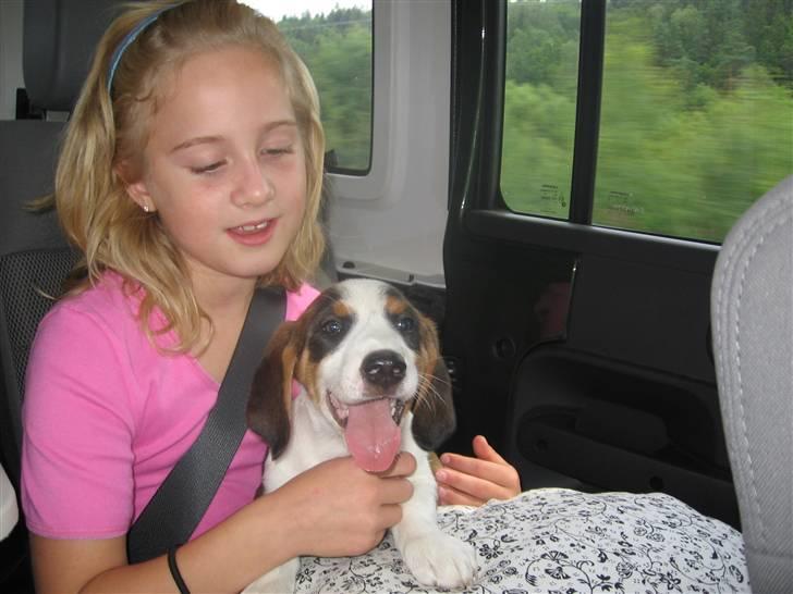 Drever Härkillas Öjjo 1 - trykt og godt hos Emilie på vej mod sit nye hjem. billede 6