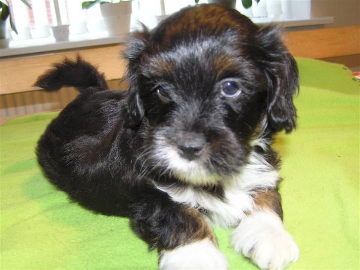 Blanding af racer Max - Max som lille billede 1