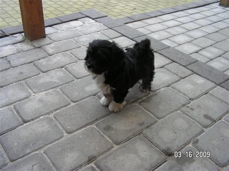 Blanding af racer Max - lille max på terassen billede 2