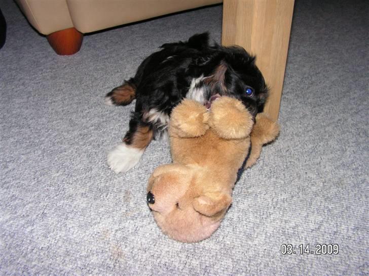 Blanding af racer Max - lad lige vær med at tage billeder, jeg leger lige billede 3