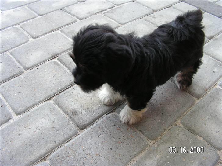 Blanding af racer Max - max på terassen igen billede 4