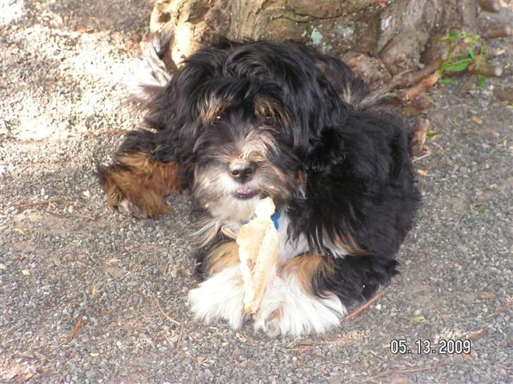 Blanding af racer Max - ah, ligger lige og nydder solen <33 billede 5