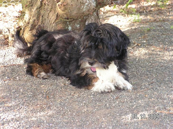 Blanding af racer Max - ligger under mit træ og kigger billede 6