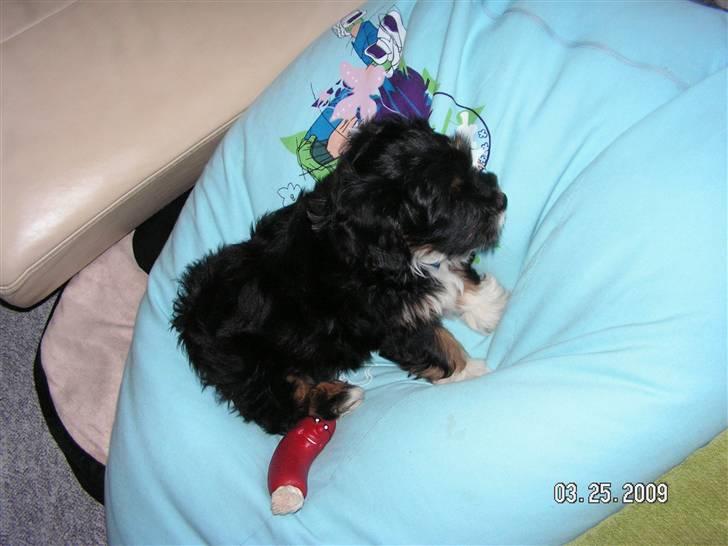 Blanding af racer Max - ligger i stuen i sække stolen (-:   billede 7