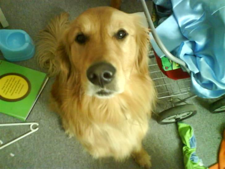 Golden retriever Dusky <33 billede 1