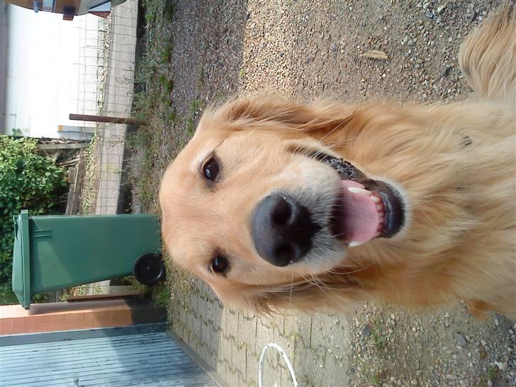 Golden retriever Dusky <33 billede 2