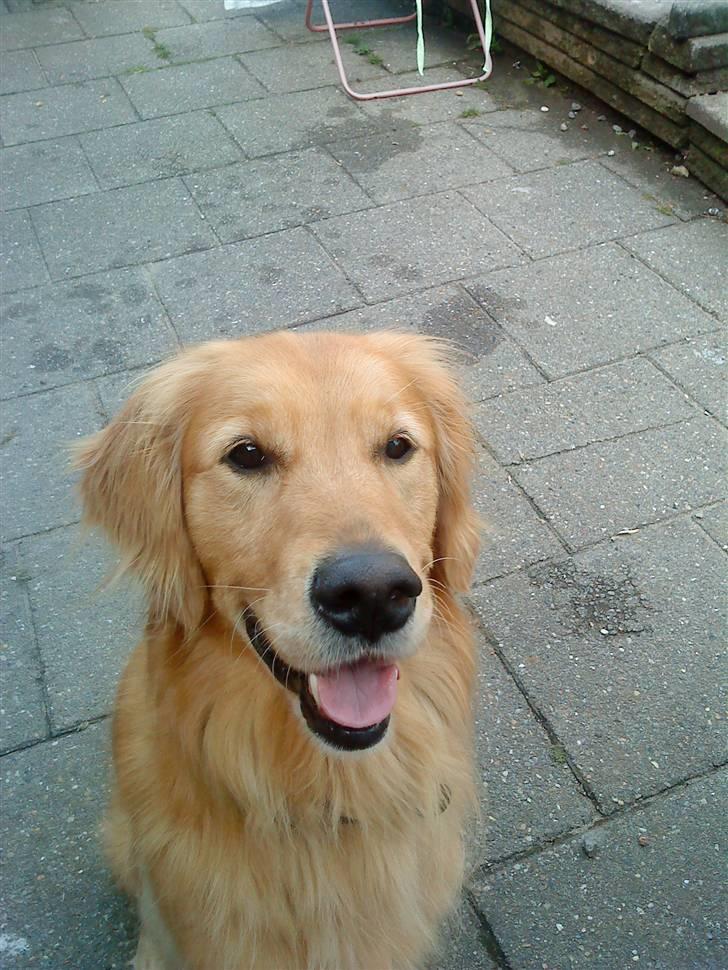 Golden retriever Dusky <33 billede 3