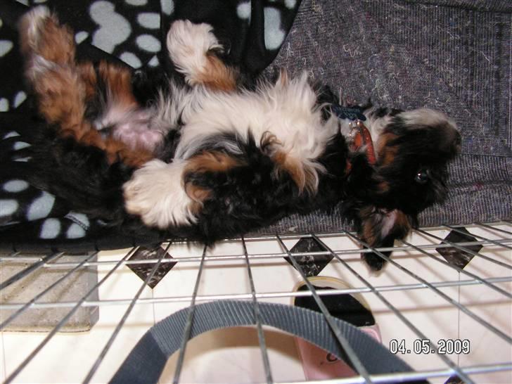 Blanding af racer Max - ligger og sover...zzzz billede 8