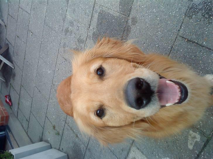Golden retriever Dusky <33 billede 4