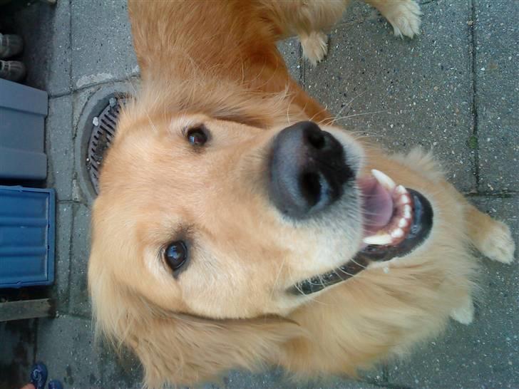 Golden retriever Dusky <33 billede 5
