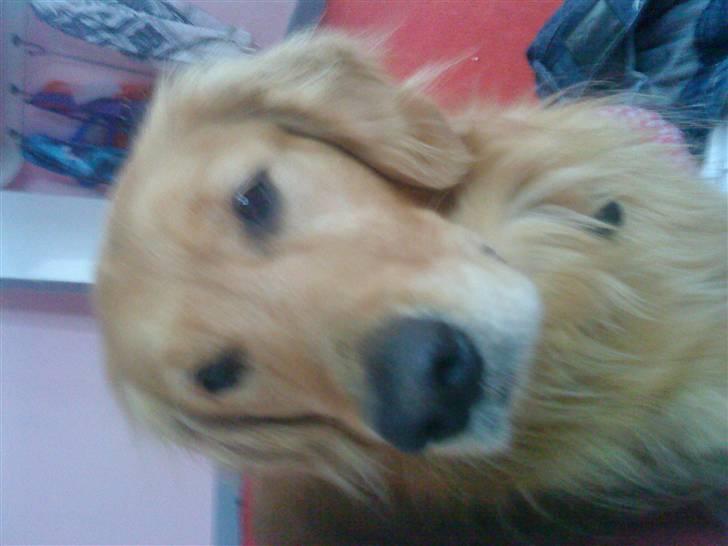 Golden retriever Dusky <33 billede 6