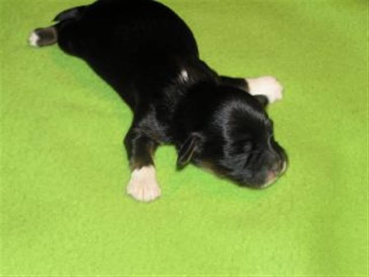 Blanding af racer Max - næsten nyfødt og ligger og flader ud!!! billede 9