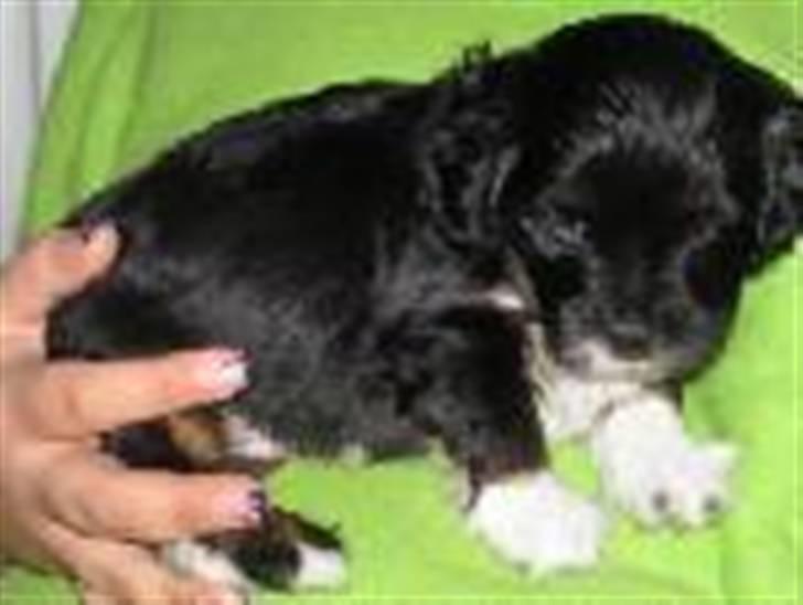 Blanding af racer Max - er snart gammel nok til at blive solgt :D billede 10