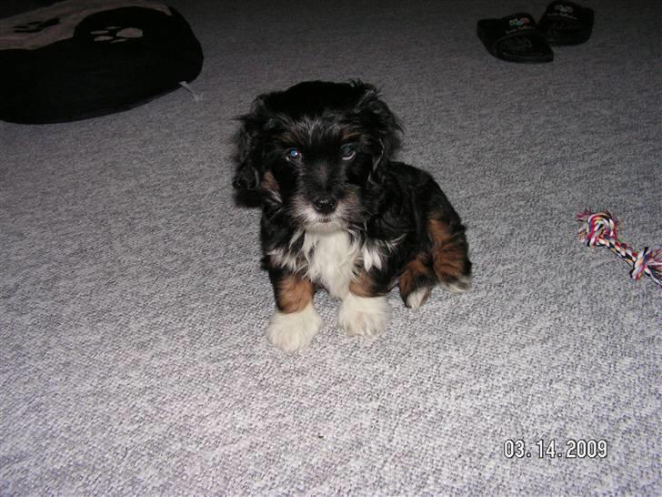 Blanding af racer Max - kigger ind i kamerraret billede 11