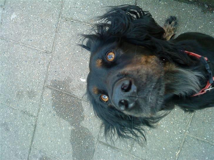 Gordon setter Laika  billede 1