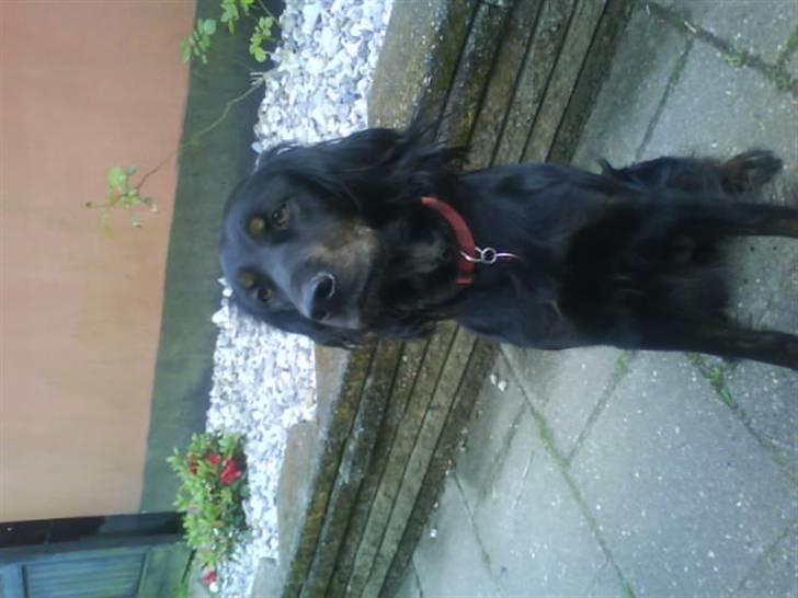 Gordon setter Laika  billede 2