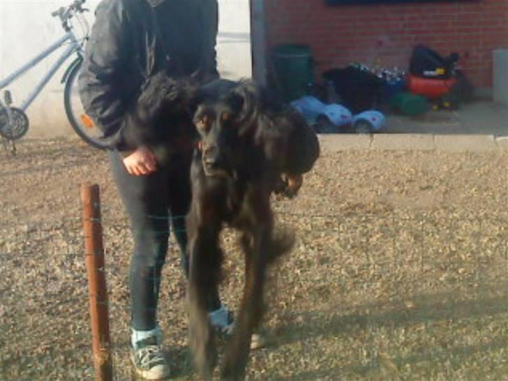 Gordon setter Laika  billede 3