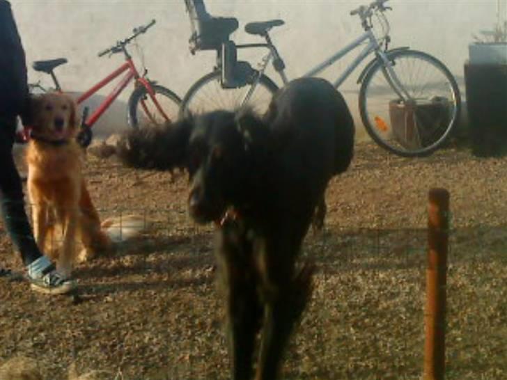 Gordon setter Laika  billede 4