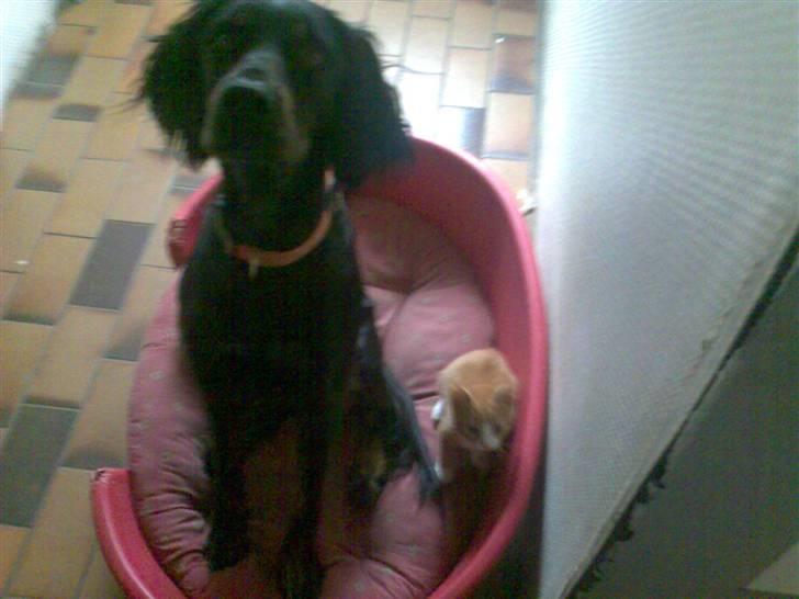 Gordon setter Laika  billede 5