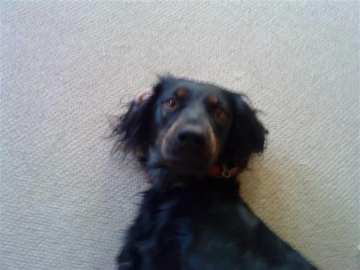 Gordon setter Laika  billede 6