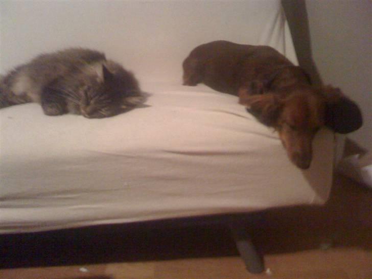 Gravhund Neela billede 9