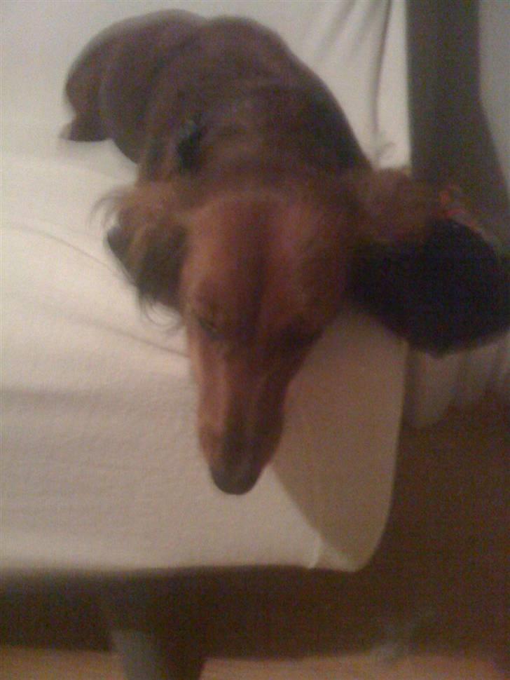 Gravhund Neela billede 10