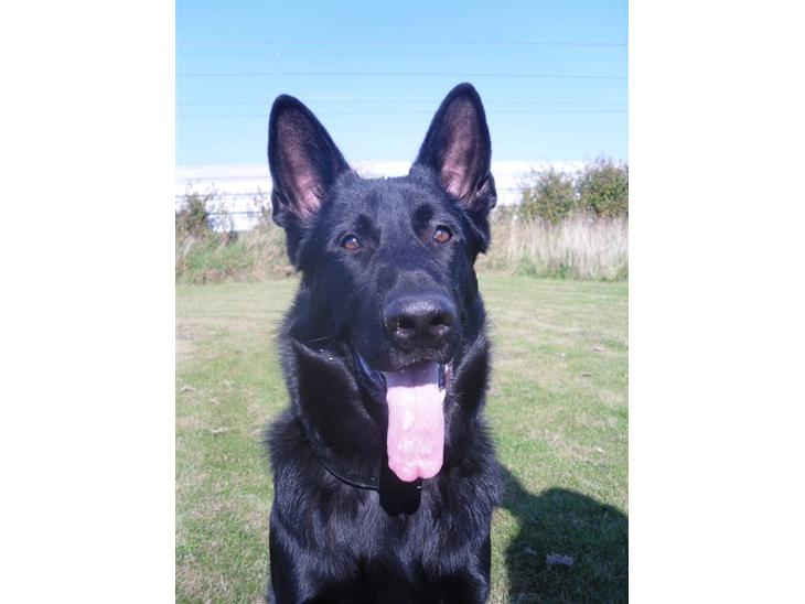 {{currentPhoto.altText}} billede {{currentPhoto.number}}