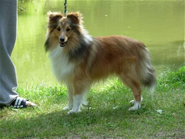 Shetland sheepdog Julle - solgt :( billede 1