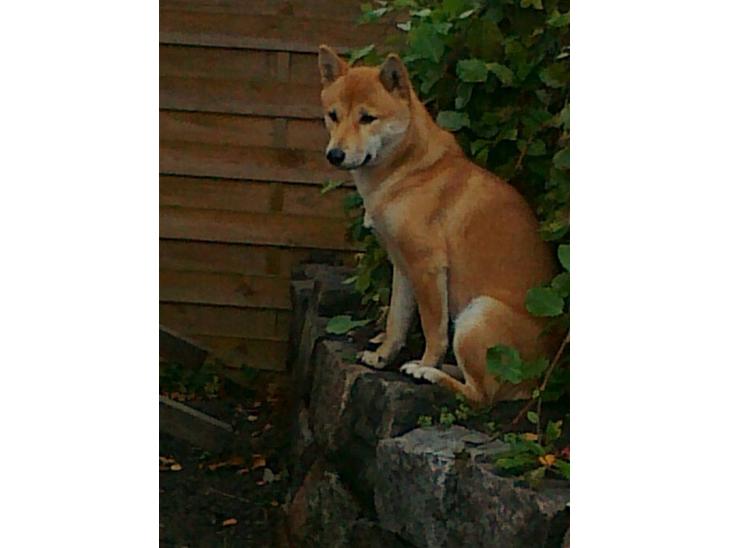 {{currentPhoto.altText}} billede {{currentPhoto.number}}