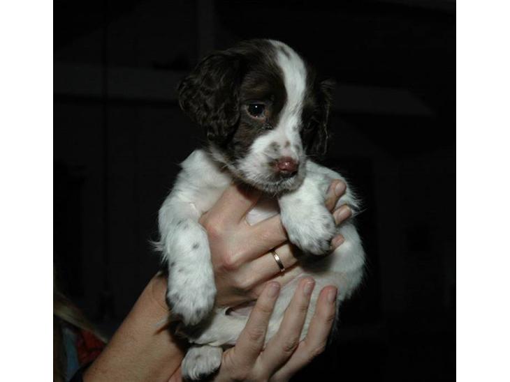 {{currentPhoto.altText}} billede {{currentPhoto.number}}