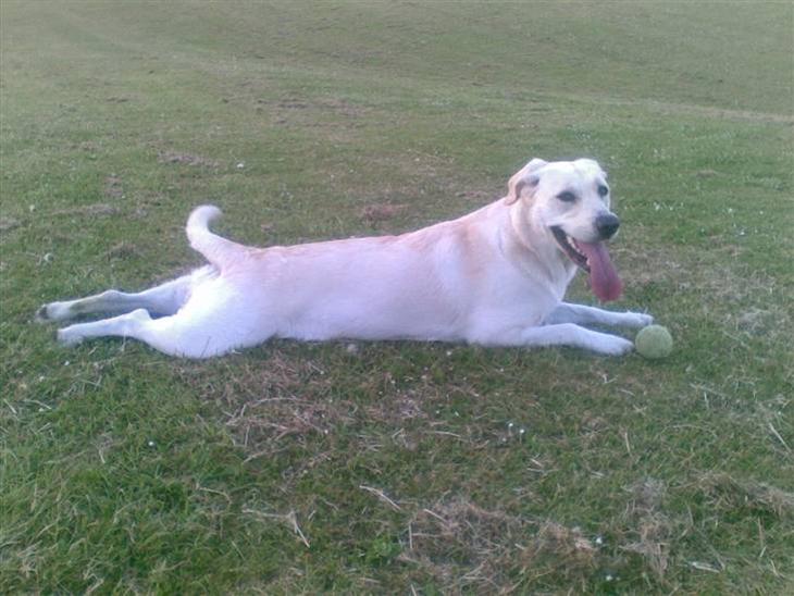 {{currentPhoto.altText}} billede {{currentPhoto.number}}