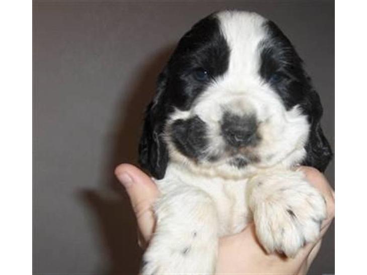 Cocker spaniel Scott <3 billede 1