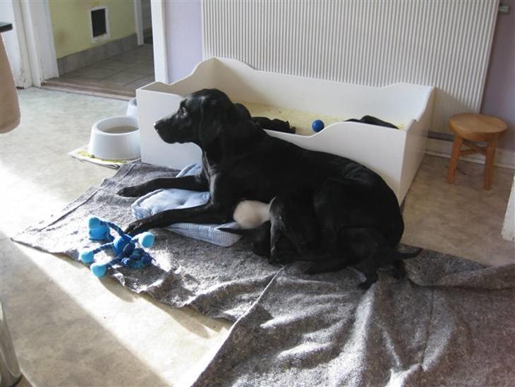 {{currentPhoto.altText}} billede {{currentPhoto.number}}